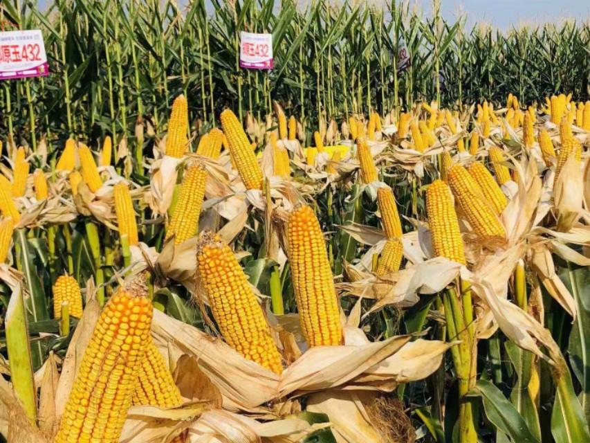 新疆,神秘多元魅力之地的探索与揭秘